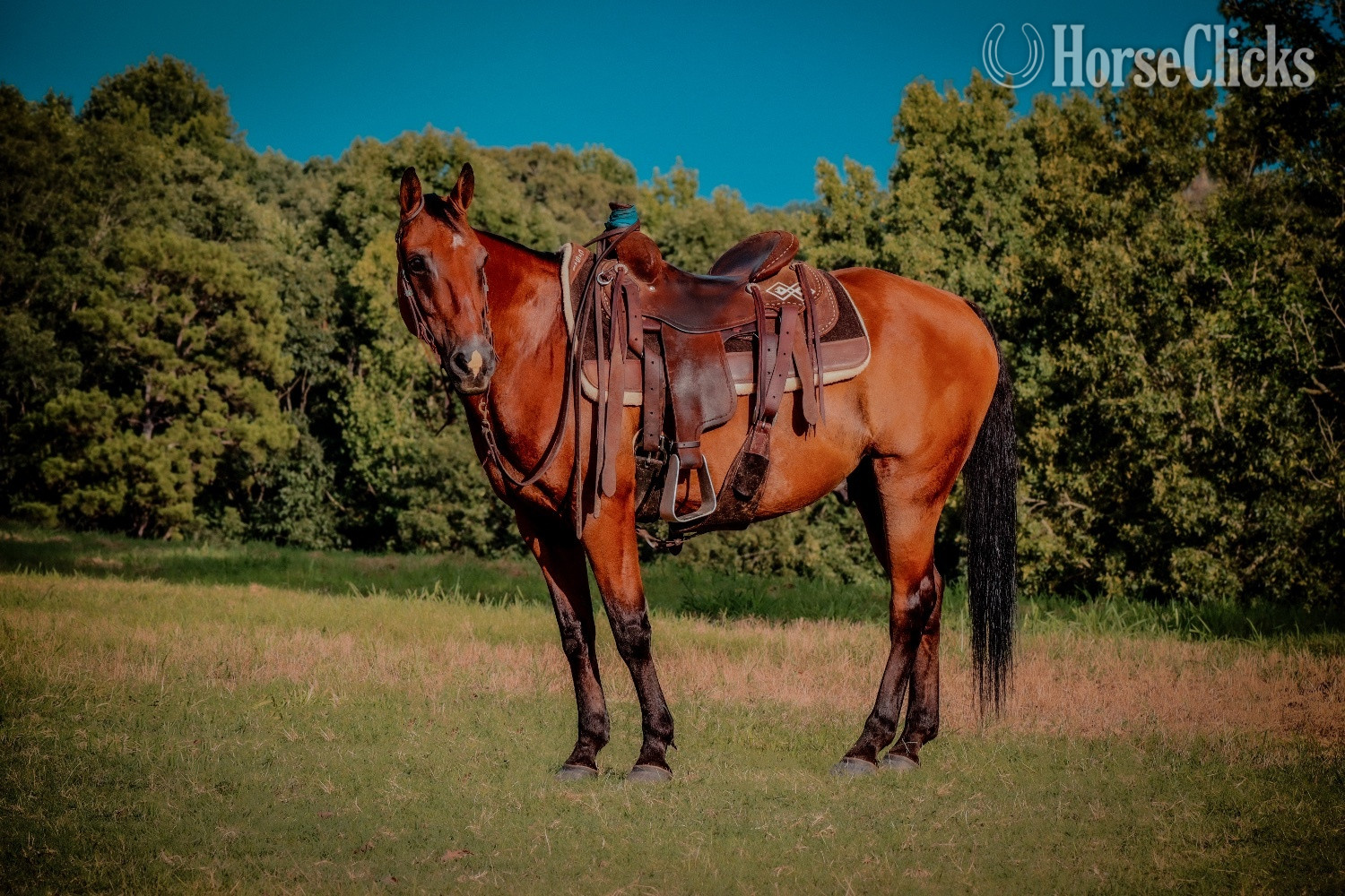 Georgia "Frankie " Bay Gelding Quarter Horse