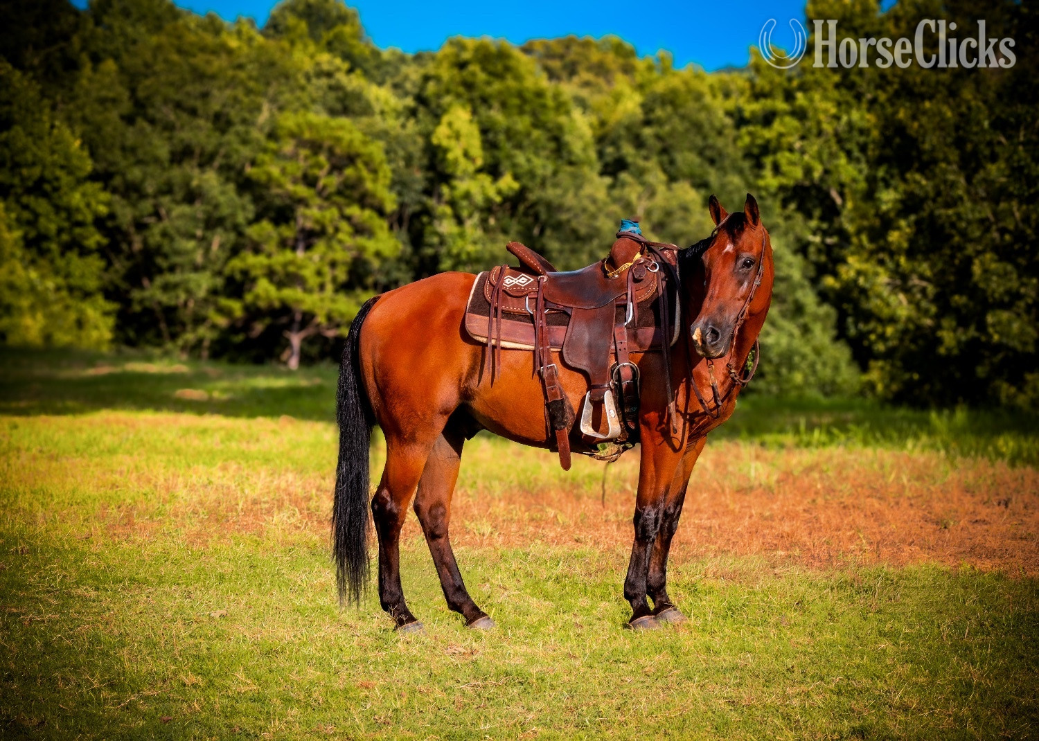 "Frankie " Bay Gelding Quarter Horse - Quarter Horse in Georgia