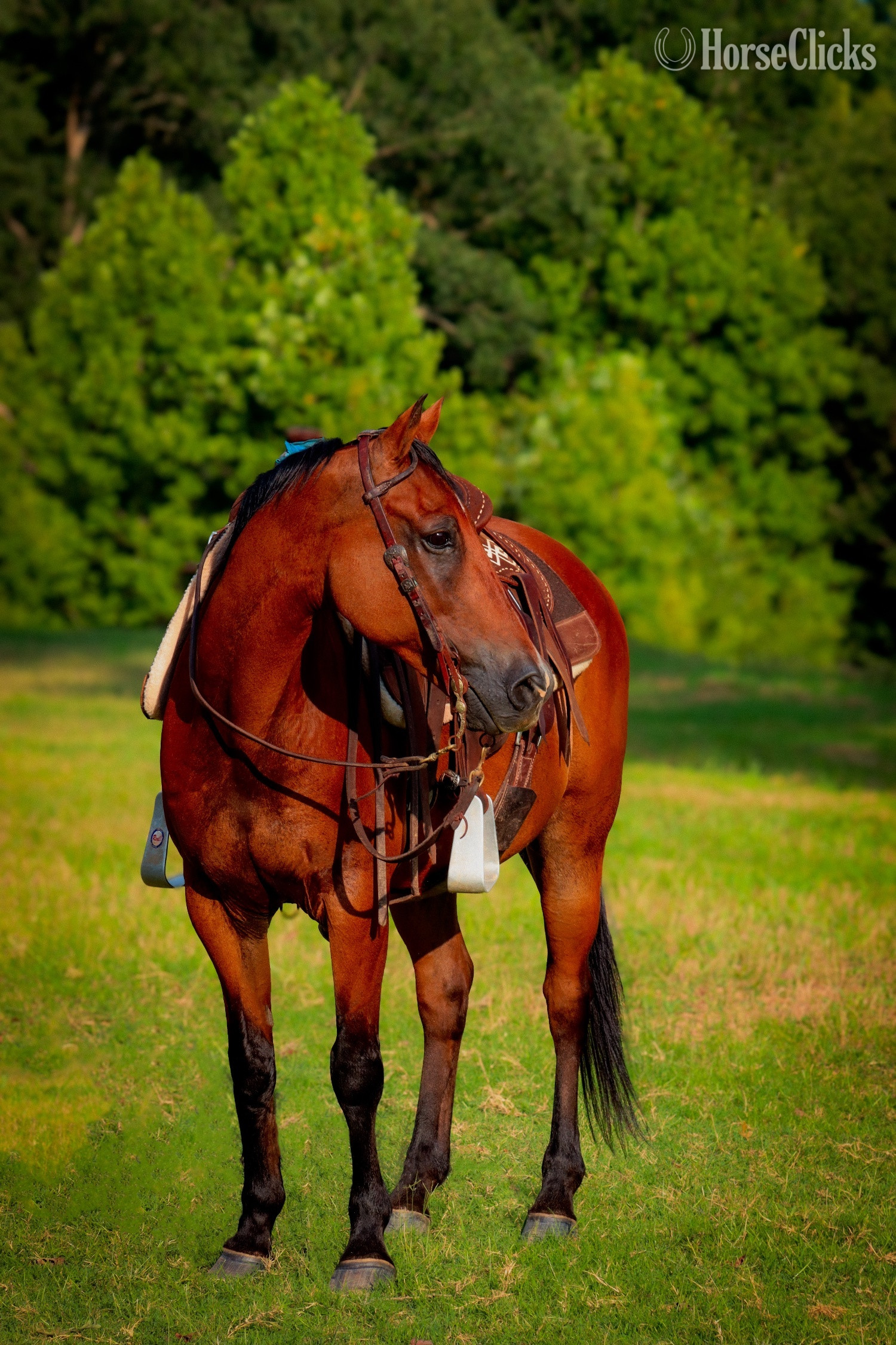 "Frankie " Bay Gelding Quarter Horse - Quarter Horse
