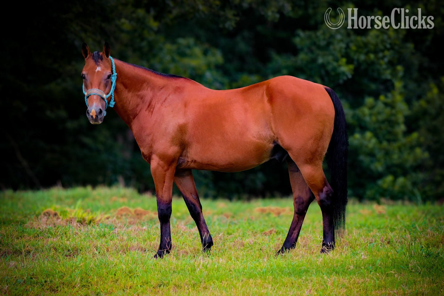 "Frankie " Bay Gelding Quarter Horse Georgia