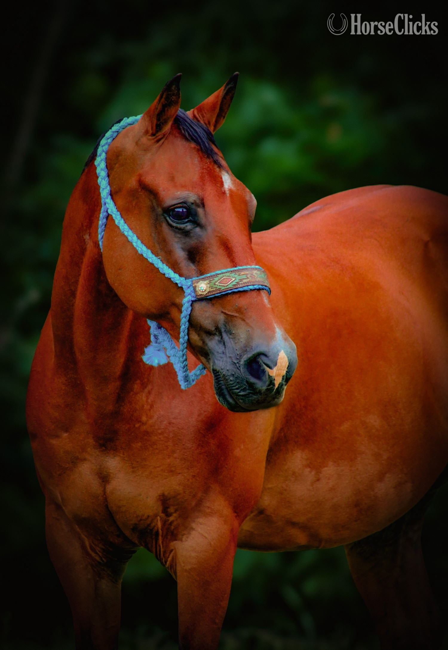 Quarter Horse - "Frankie " Bay Gelding Quarter Horse in Georgia