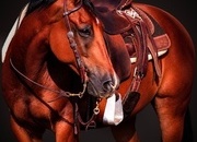 "Frankie " Bay Gelding Quarter Horse