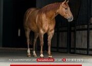"Hoss" Red Dun Gelding Quarter Horse