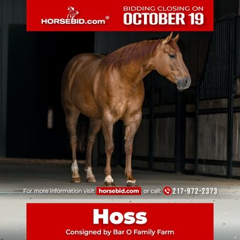 "Hoss" Red Dun Gelding Quarter Horse