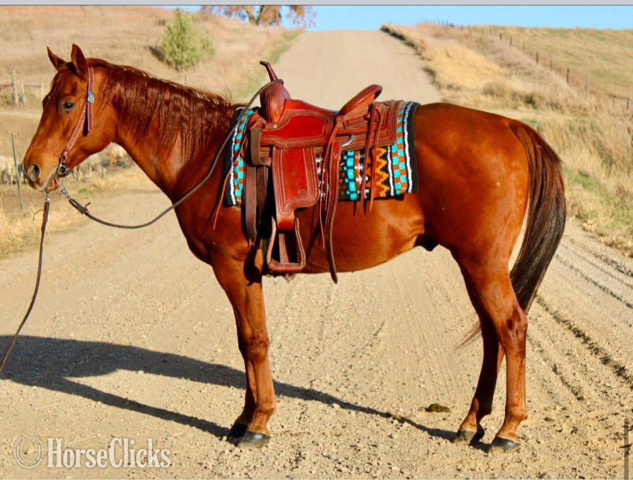 "TJ" Sorrel Gelding Paint in Iowa