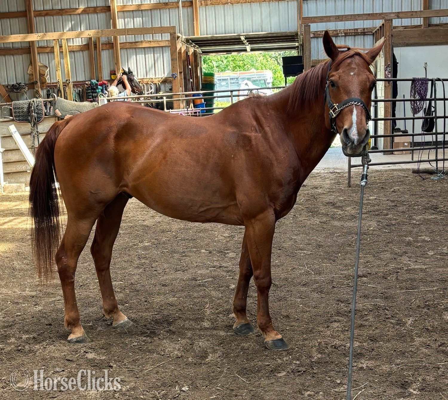 "TJ" Sorrel Gelding Paint