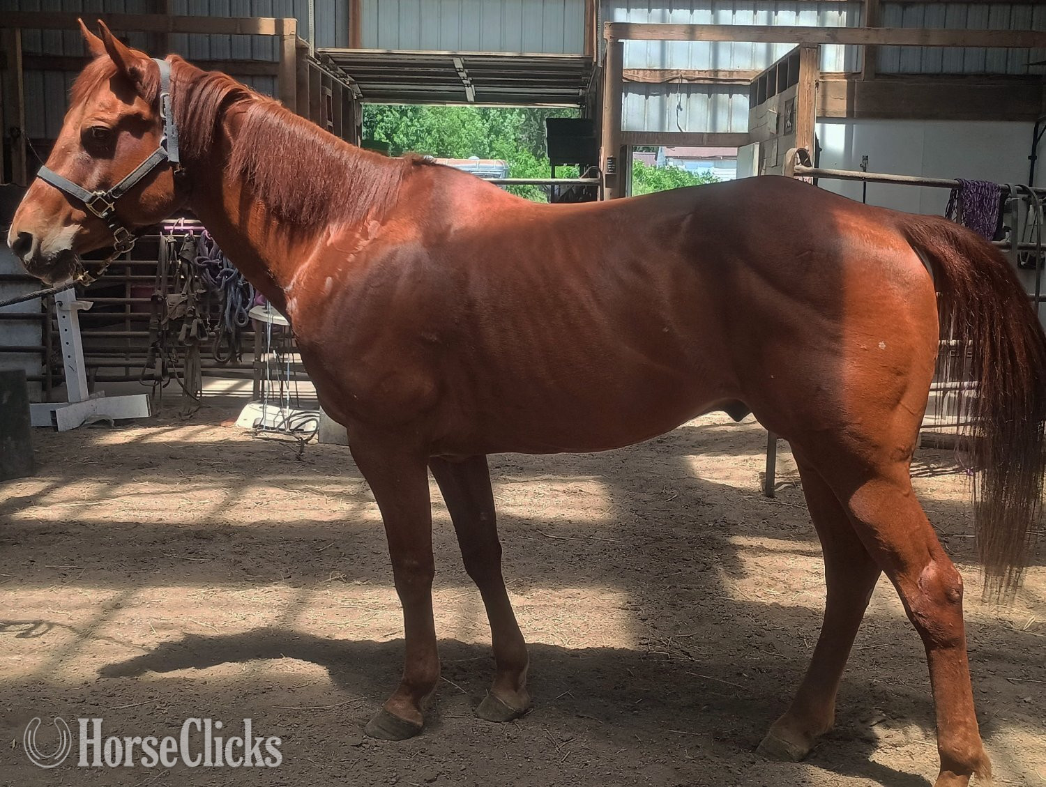 Iowa "TJ" Sorrel Gelding Paint