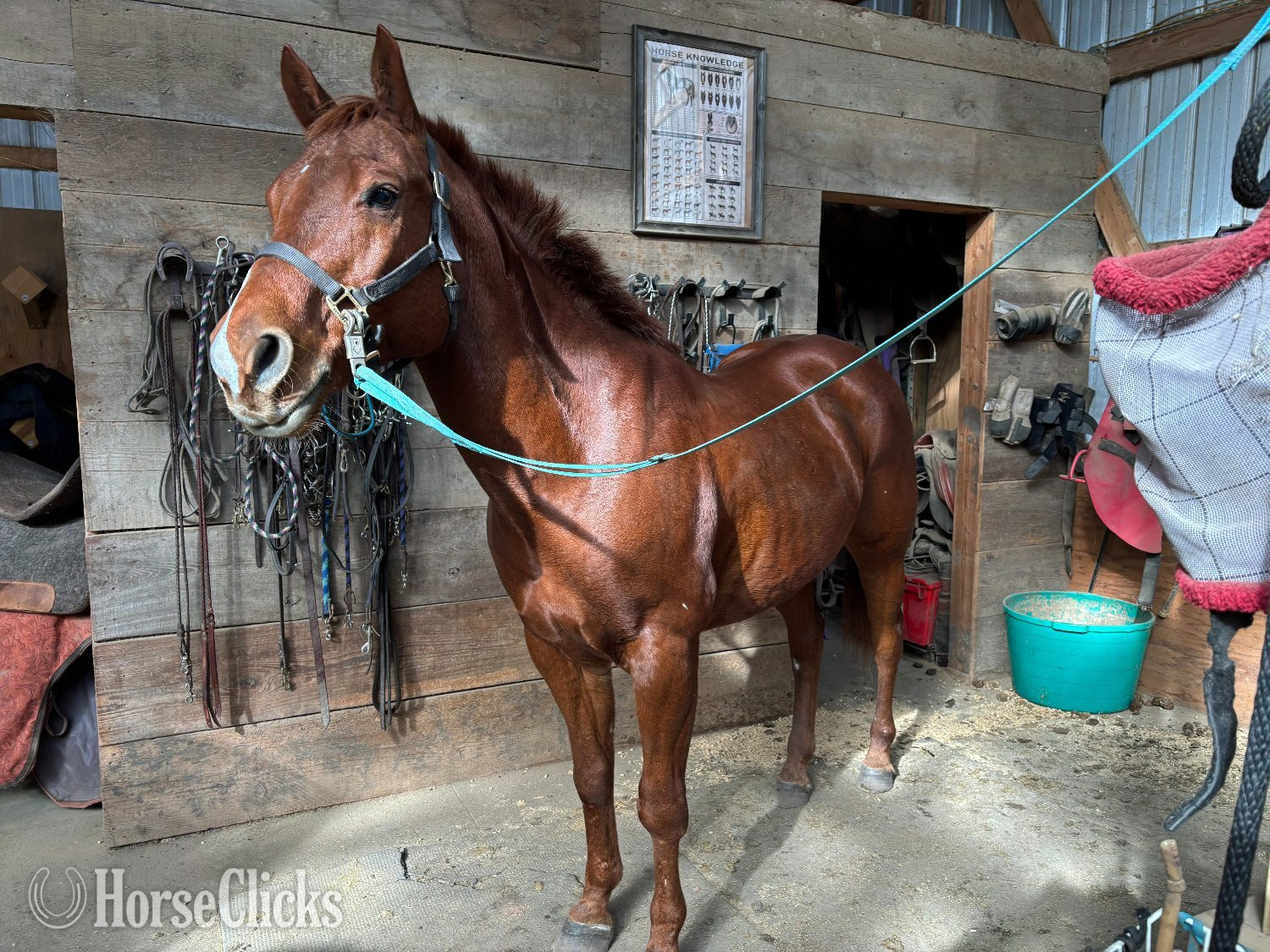 "TJ" Sorrel Gelding Paint - Paint in Iowa