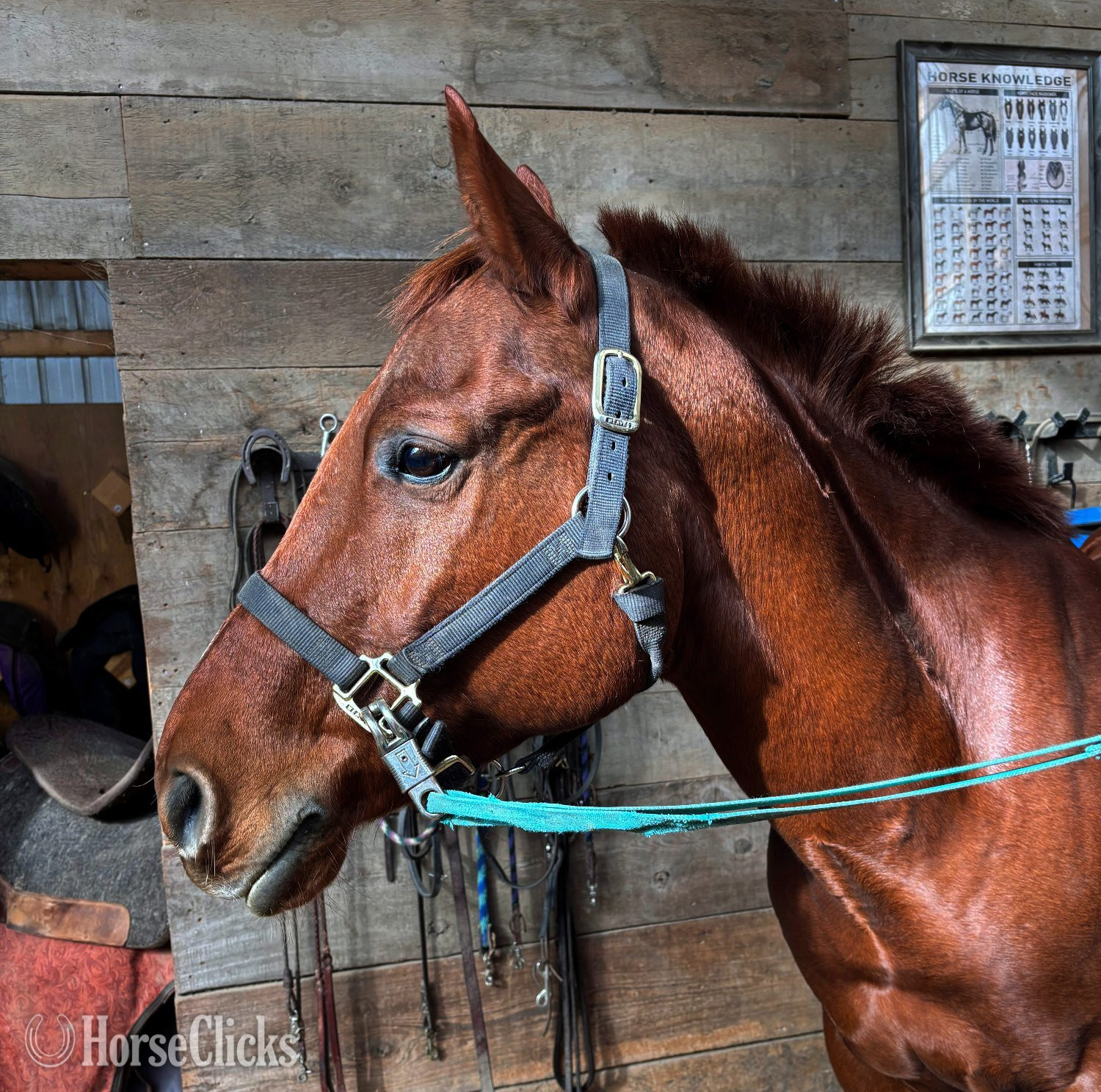 "TJ" Sorrel Gelding Paint - Paint