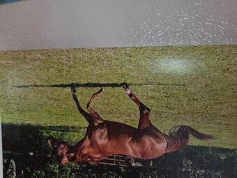 "kelly" Chestnut Mare Appendix