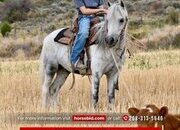"Hi Ho Silver" Grey Gelding Pony