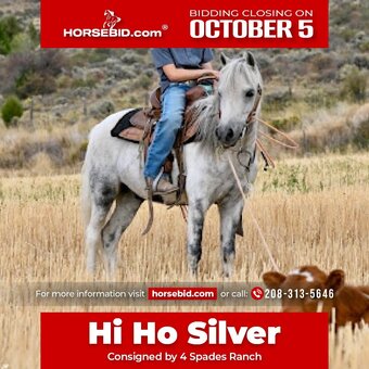 "Hi Ho Silver" Grey Gelding Pony