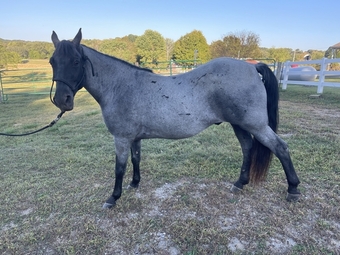 "Shades of Blue" Blue Roan Gelding Tennessee Walker