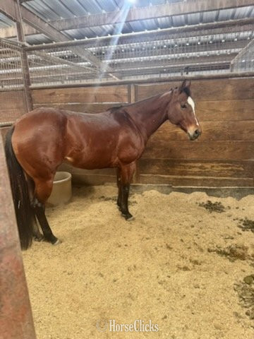 "Ruby" Bay Mare Quarter Horse in Texas
