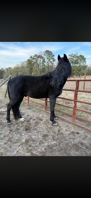 "Remi" Black Gelding Tennessee Walker