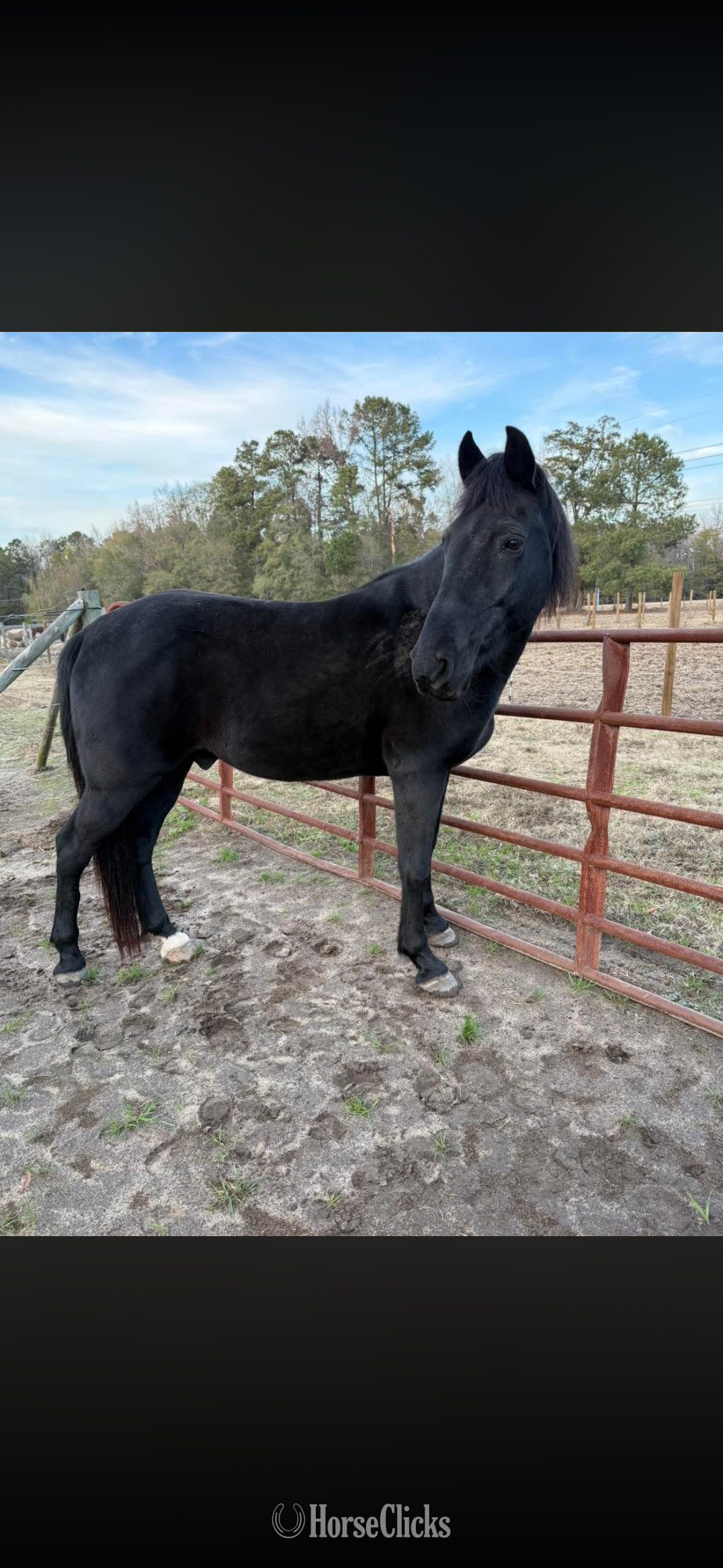 "Remi" Black Gelding Tennessee Walker in South Carolina