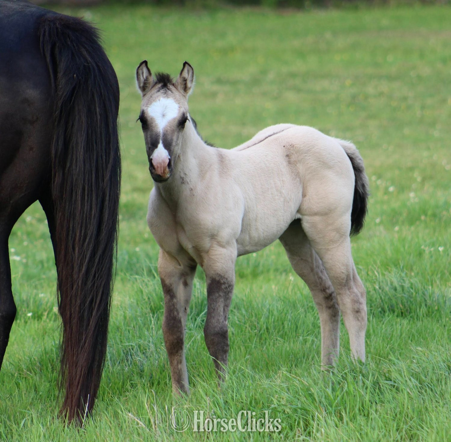"SHINING C DYNASTY" Grullo Filly Quarter Horse in Texas