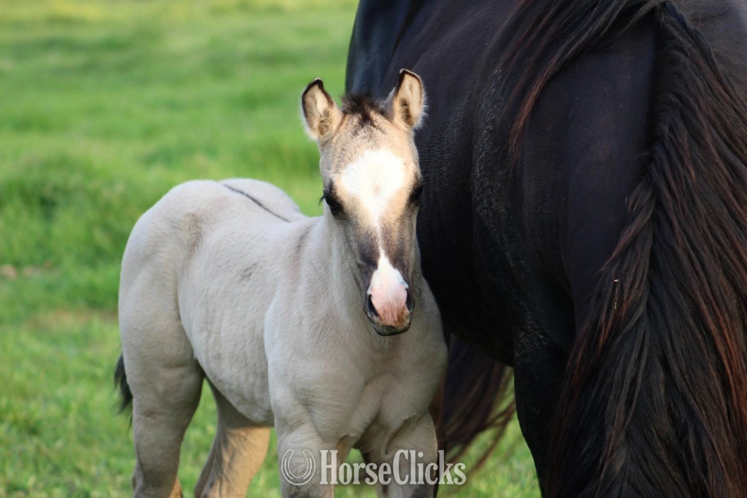 "SHINING C DYNASTY" Grullo Filly Quarter Horse