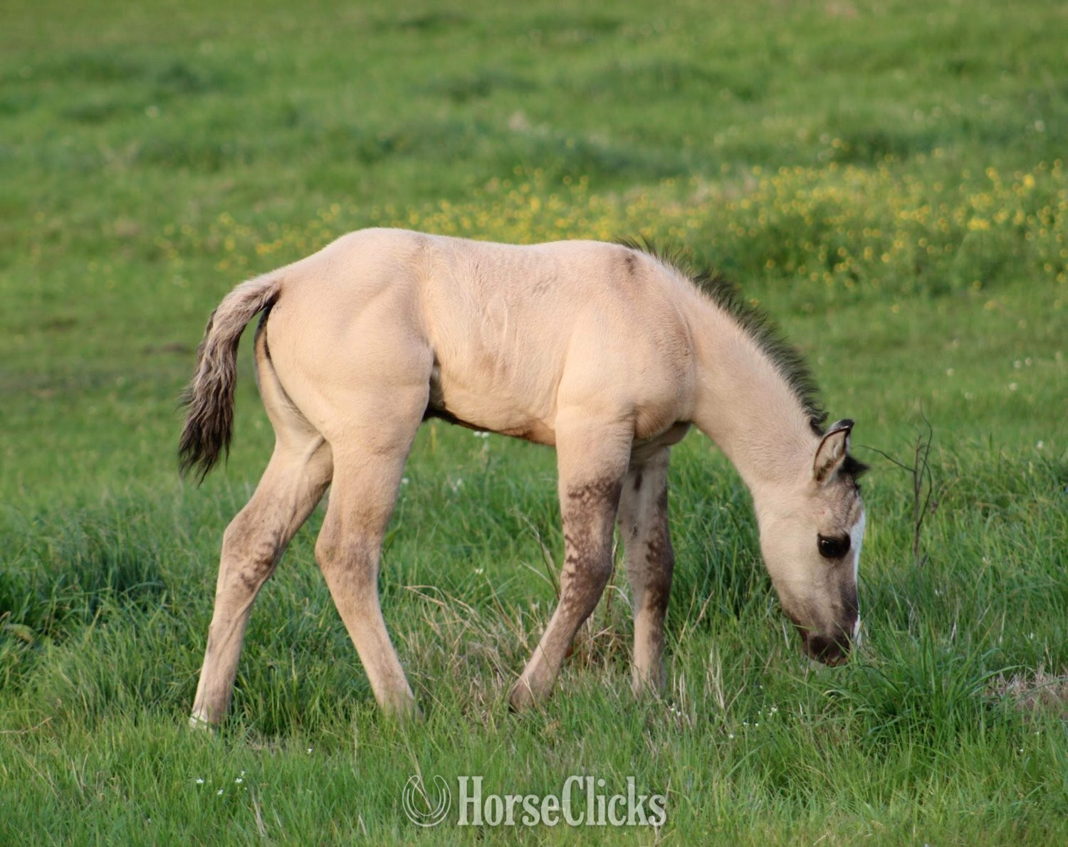 Texas "SHINING C DYNASTY" Grullo Filly Quarter Horse