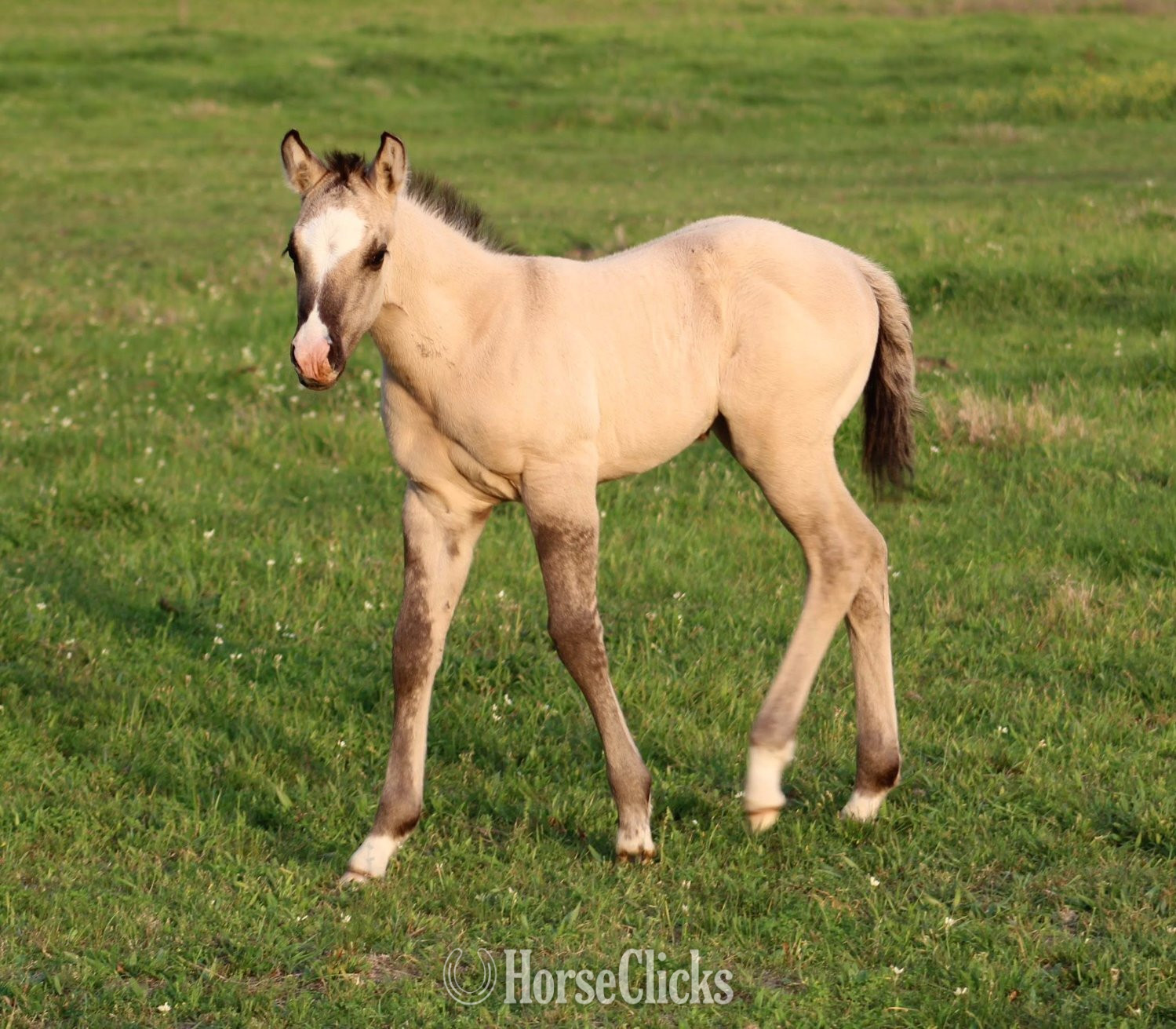 "SHINING C DYNASTY" Grullo Filly Quarter Horse - Quarter Horse in Texas