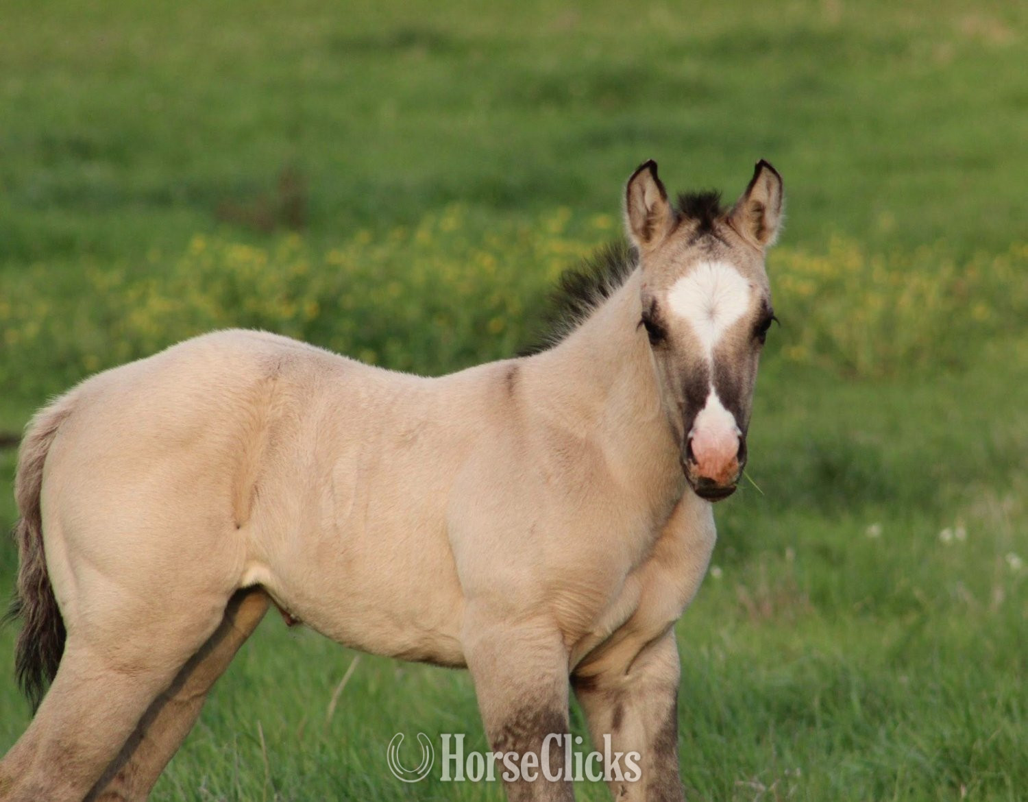 "SHINING C DYNASTY" Grullo Filly Quarter Horse - Quarter Horse