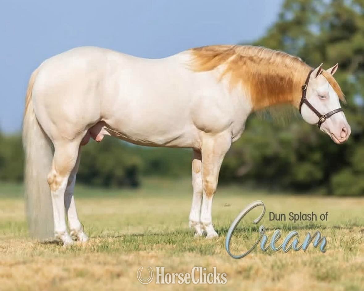 "SHINING C DYNASTY" Grullo Filly Quarter Horse Texas