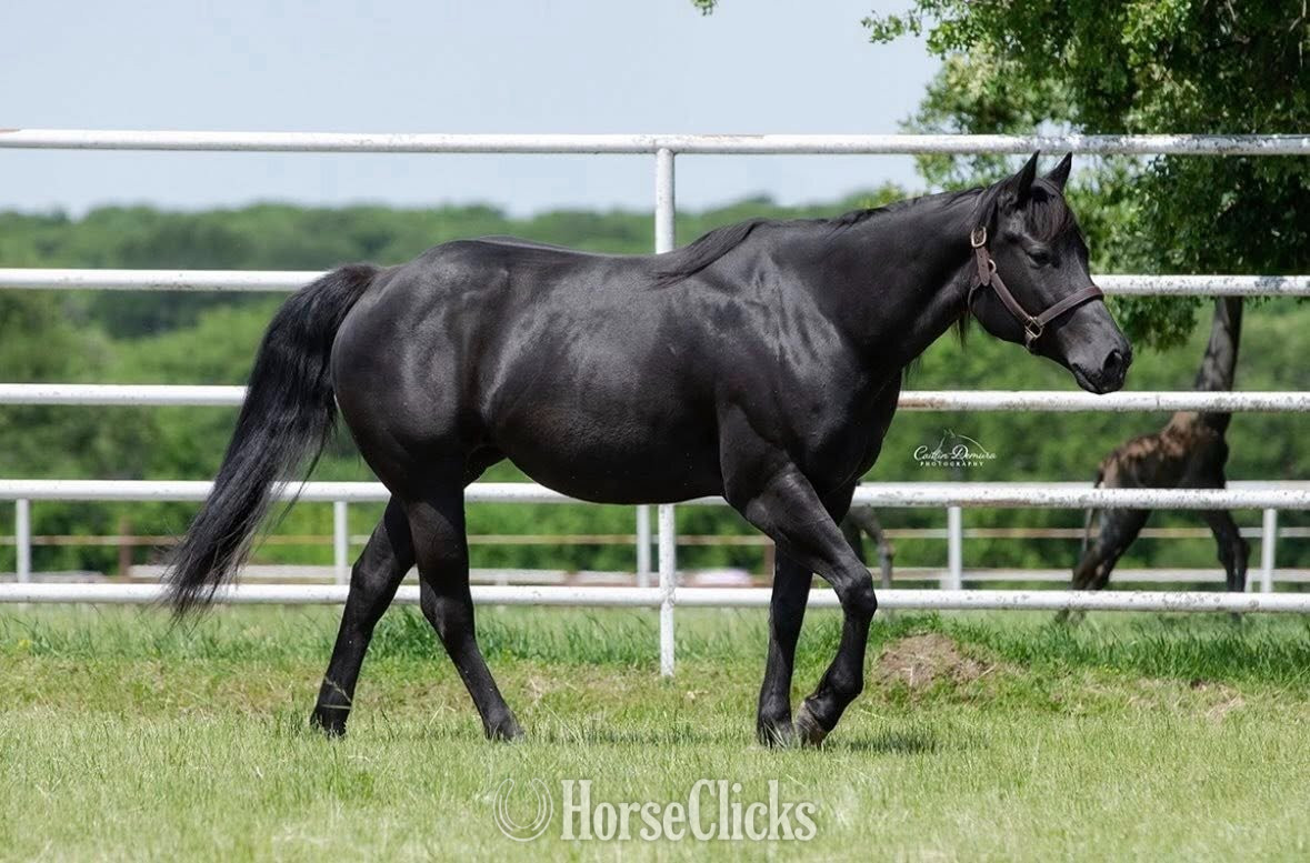 Quarter Horse - "SHINING C DYNASTY" Grullo Filly Quarter Horse in Texas