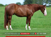 "Mr Right Now" Sorrel Gelding Quarter Horse