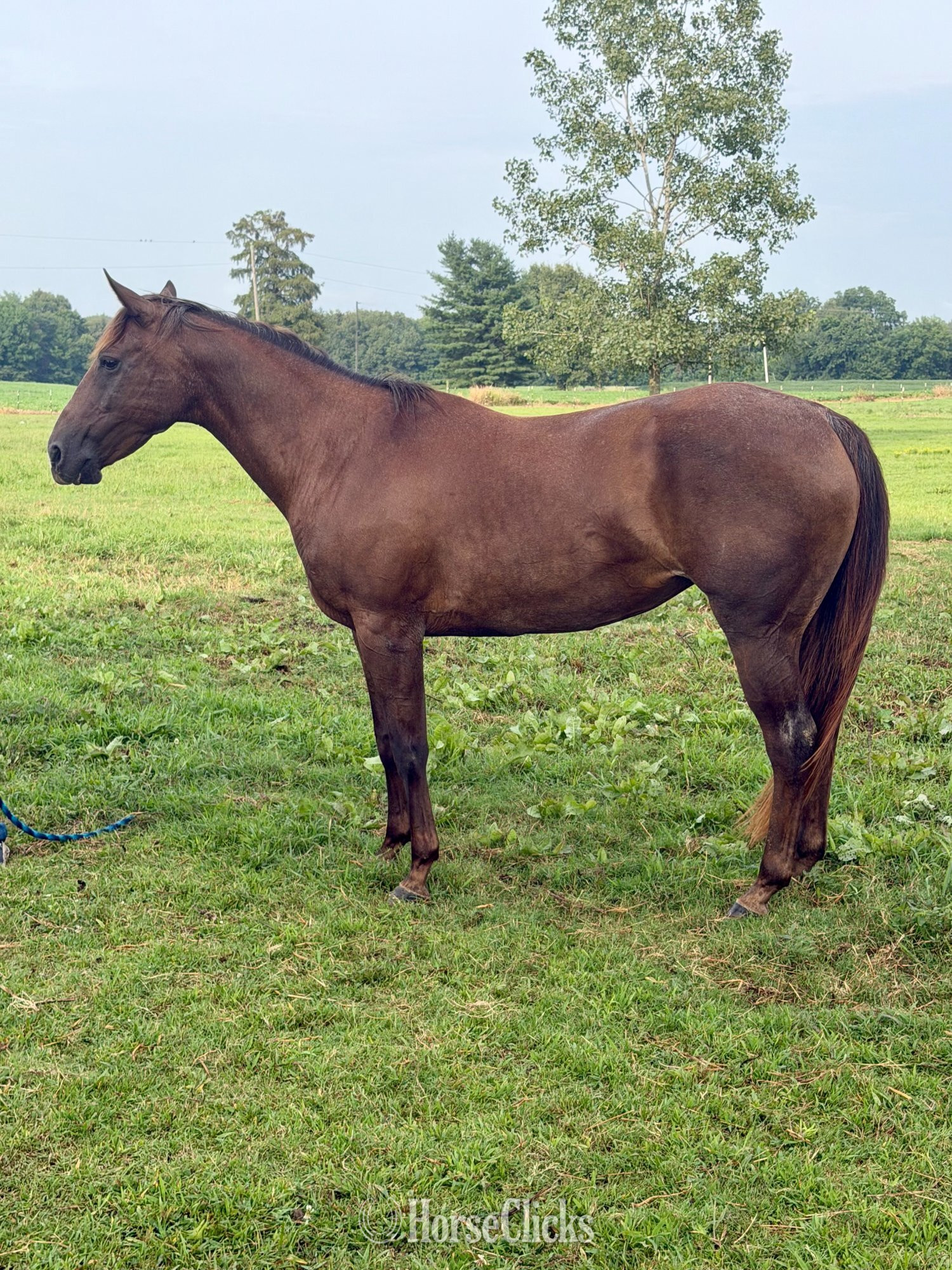 "RT Roan Valor 1421" Red Roan Mare Quarter Horse in Kentucky