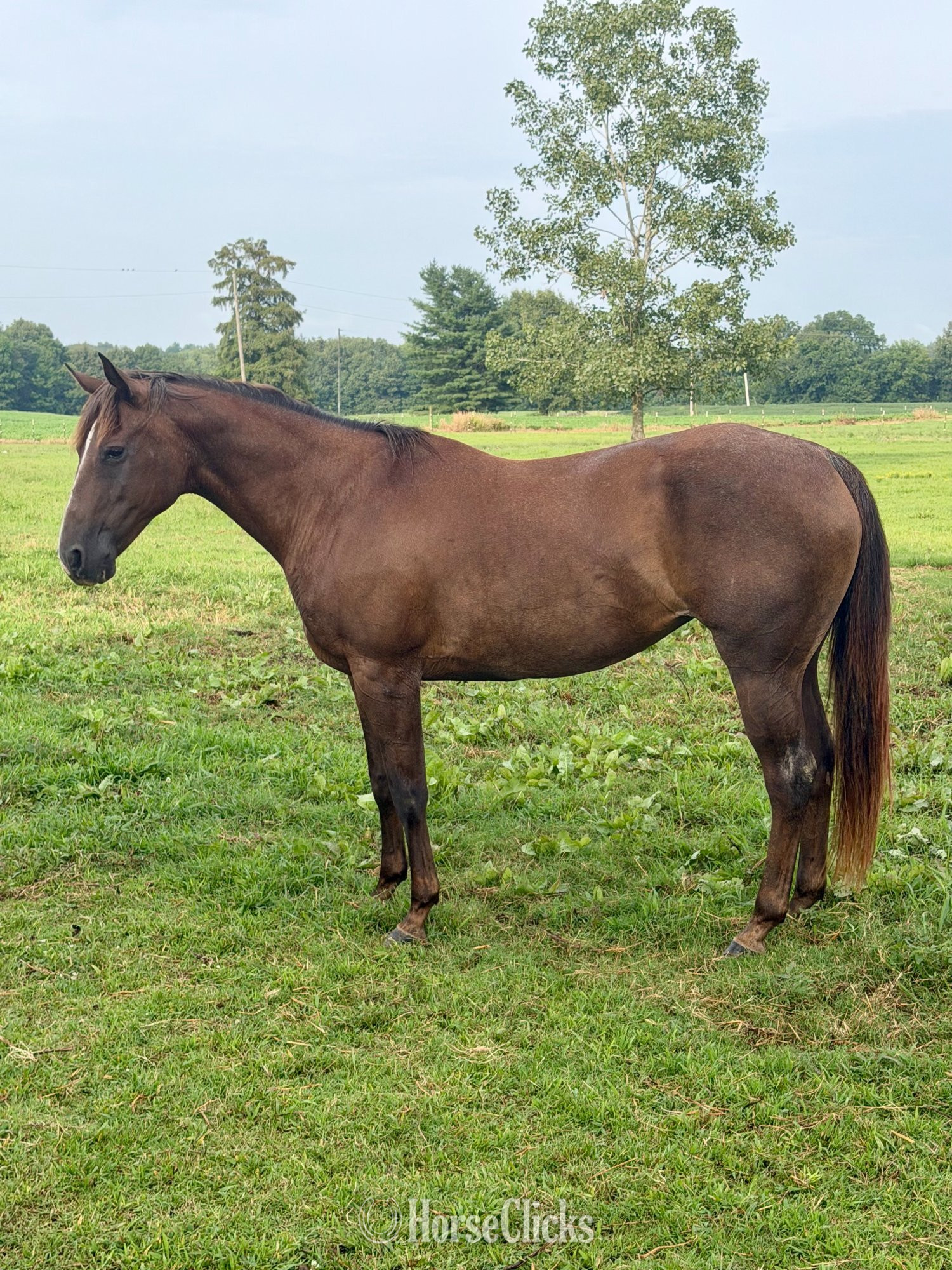 "RT Roan Valor 1421" Red Roan Mare Quarter Horse