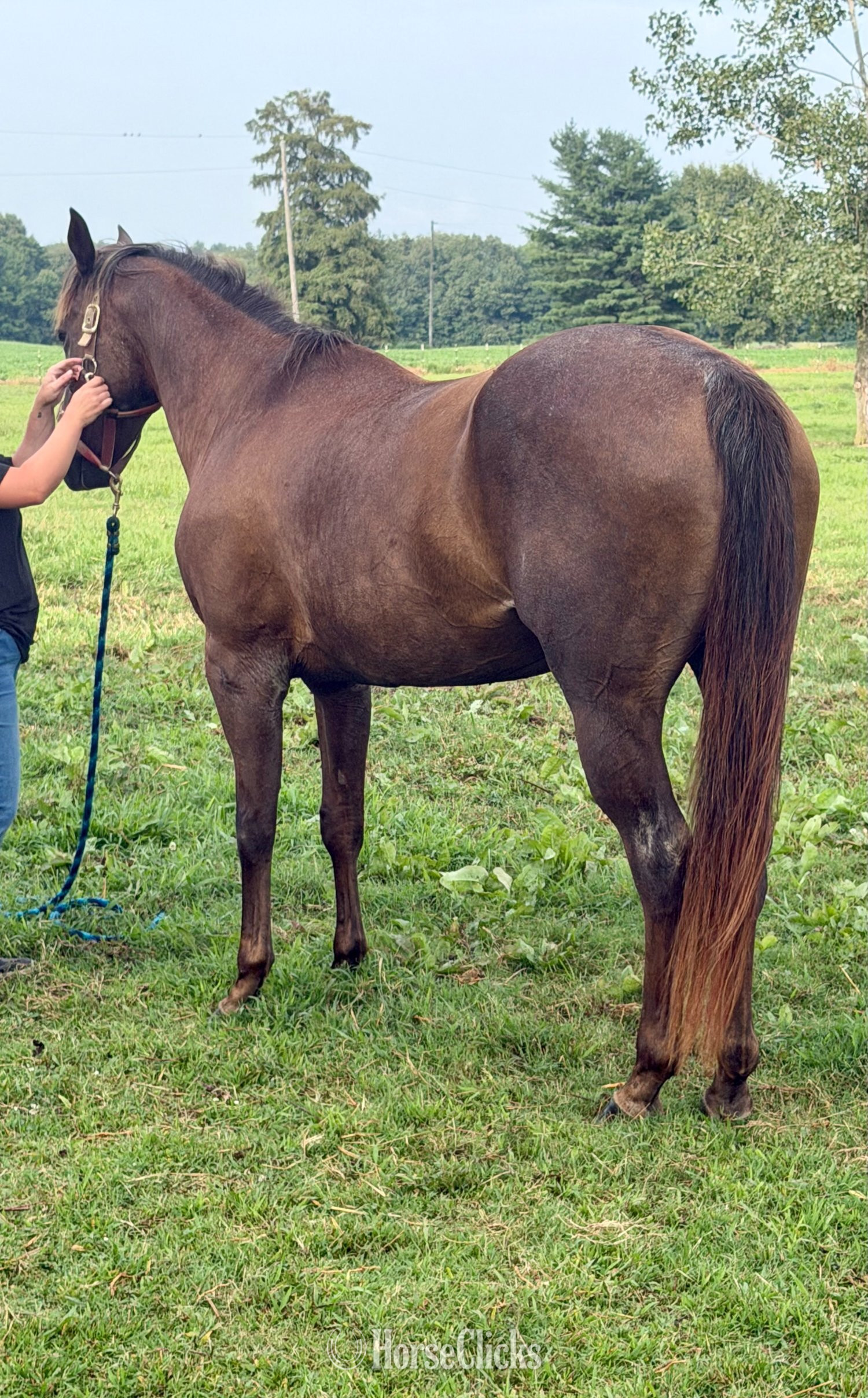 Kentucky "RT Roan Valor 1421" Red Roan Mare Quarter Horse