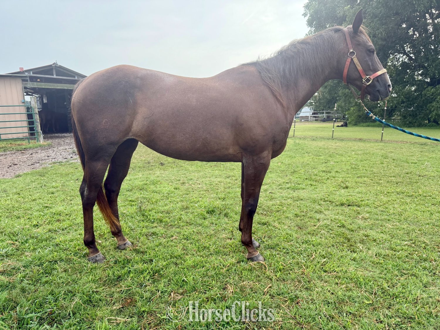 "RT Roan Valor 1421" Red Roan Mare Quarter Horse - Quarter Horse in Kentucky