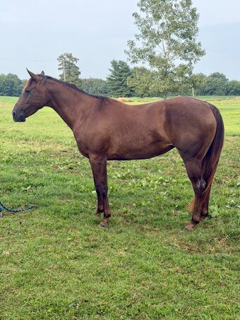 "RT Roan Valor 1421" Red Roan Mare Quarter Horse