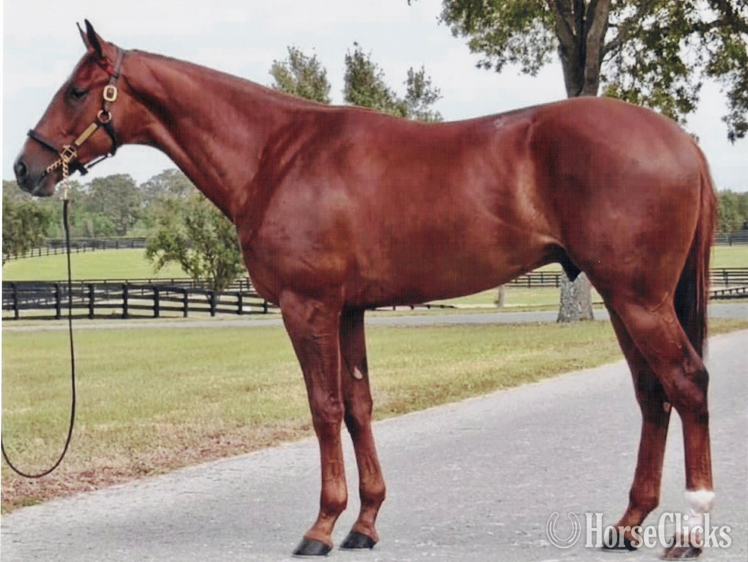 "Mendelssohns Red" Chestnut Colt Thoroughbred in North Carolina