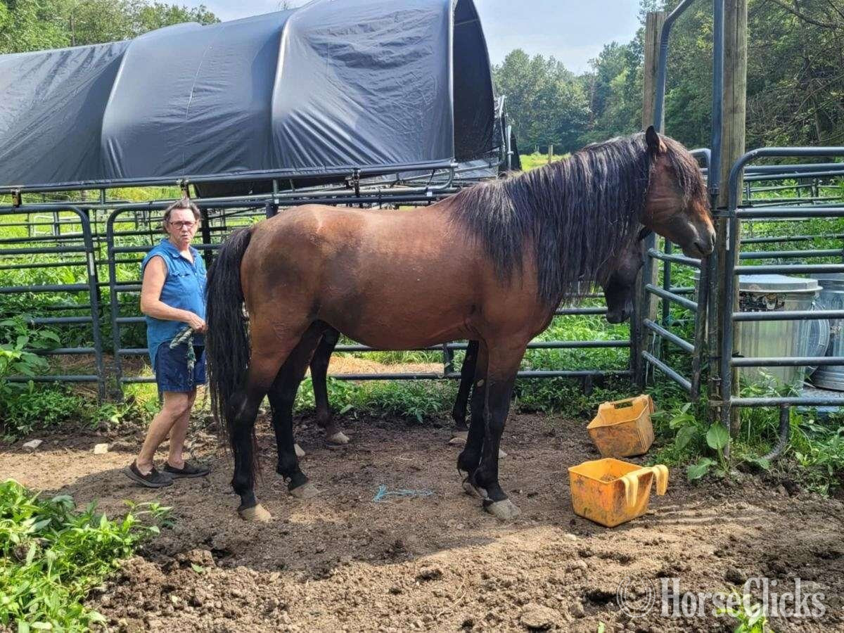 "Brook Hill Revolution" Bay Stallion Morgan in Pennsylvania