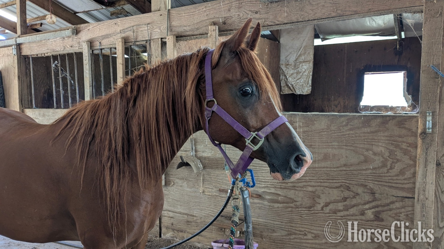 "Akhtar AC" Chestnut Gelding Arabian in New Jersey
