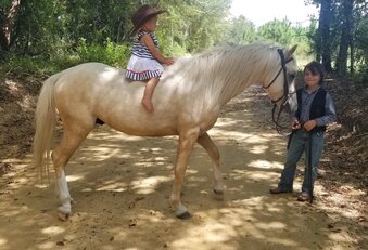 "Rhiannon's White Magic" Palomino Stallion Welsh Pony