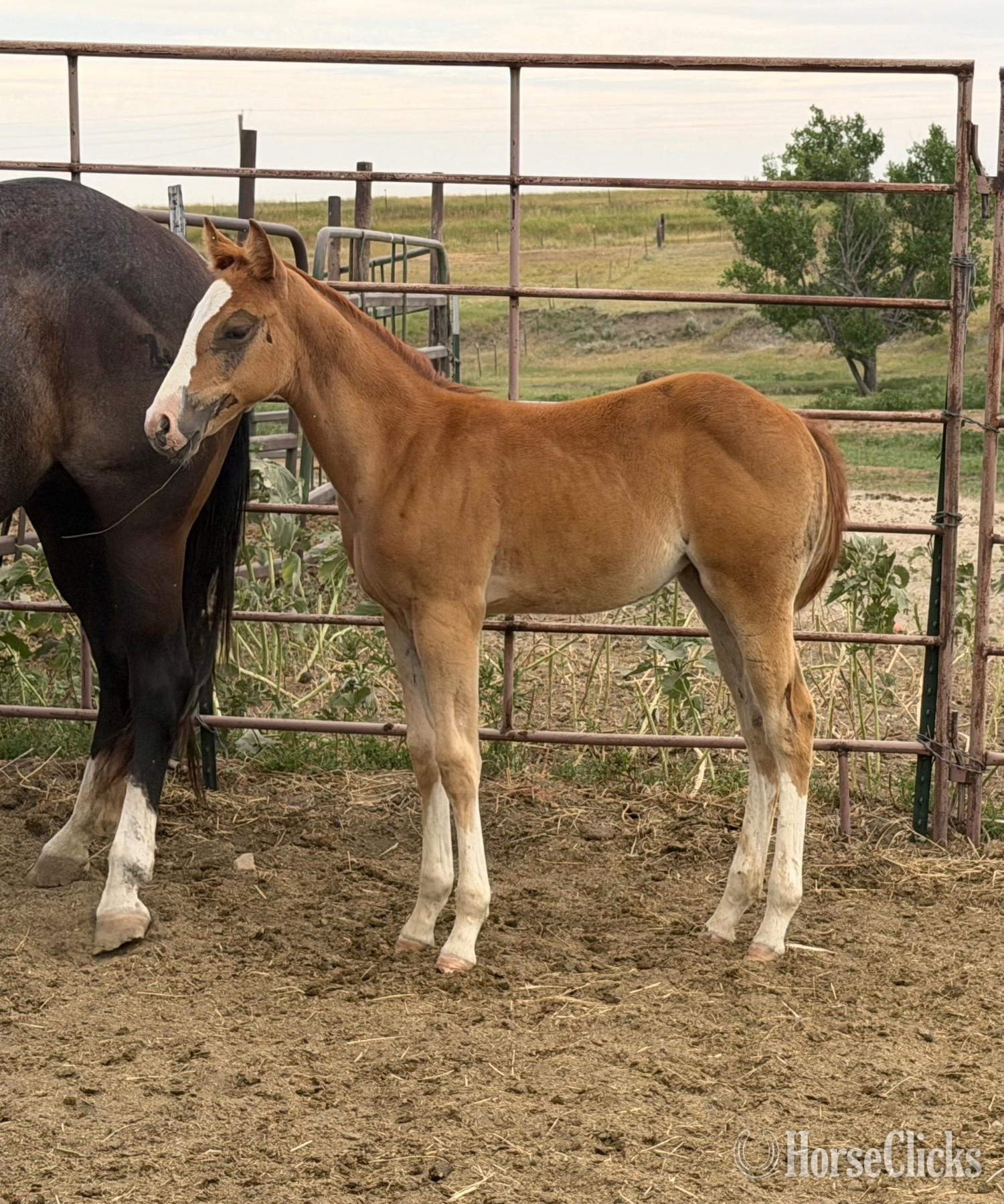 "Chrome out Smoke 2026 filly" Sorrel Filly Paint in South Dakota