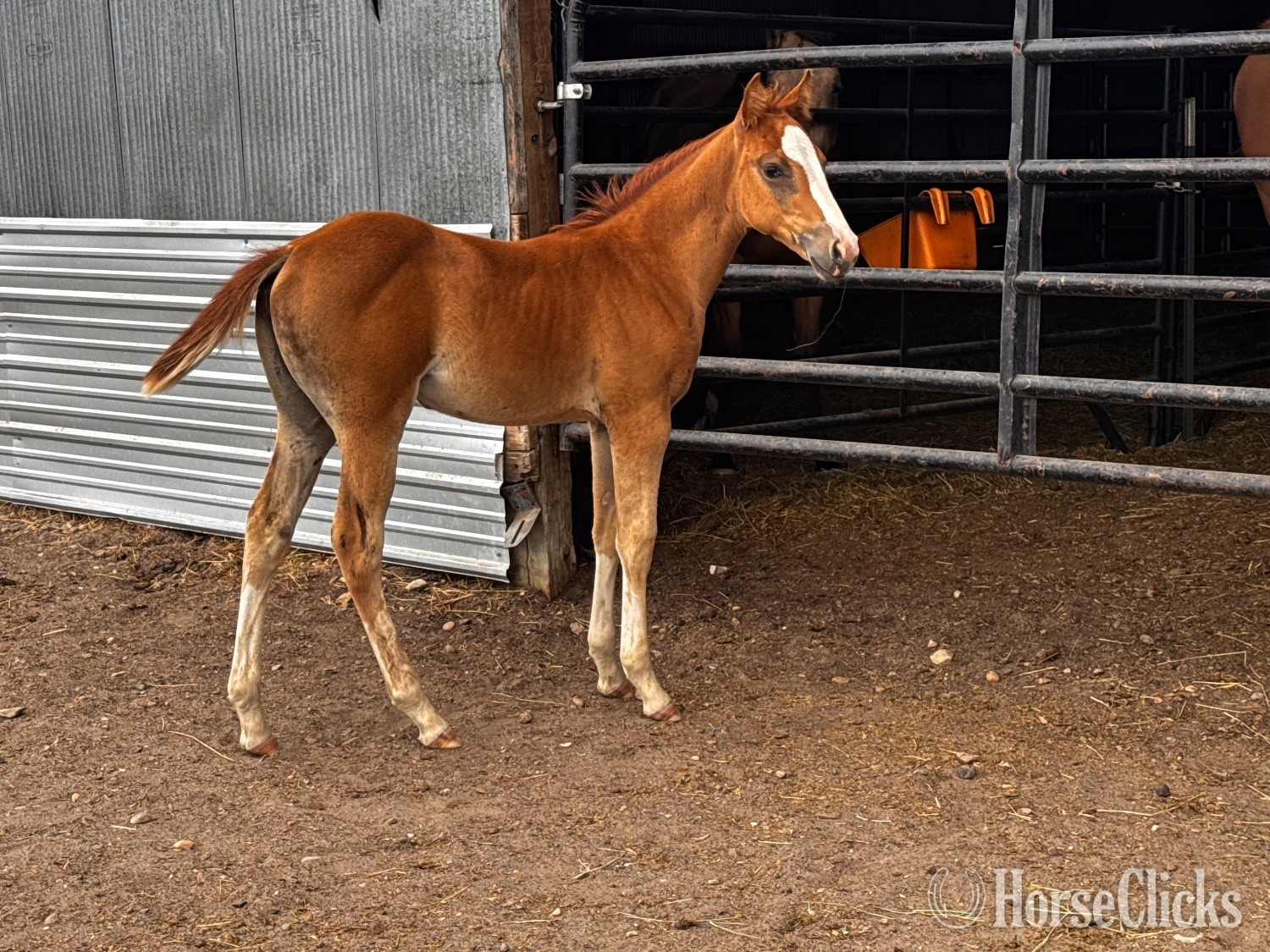 "Chrome out Smoke 2026 filly" Sorrel Filly Paint