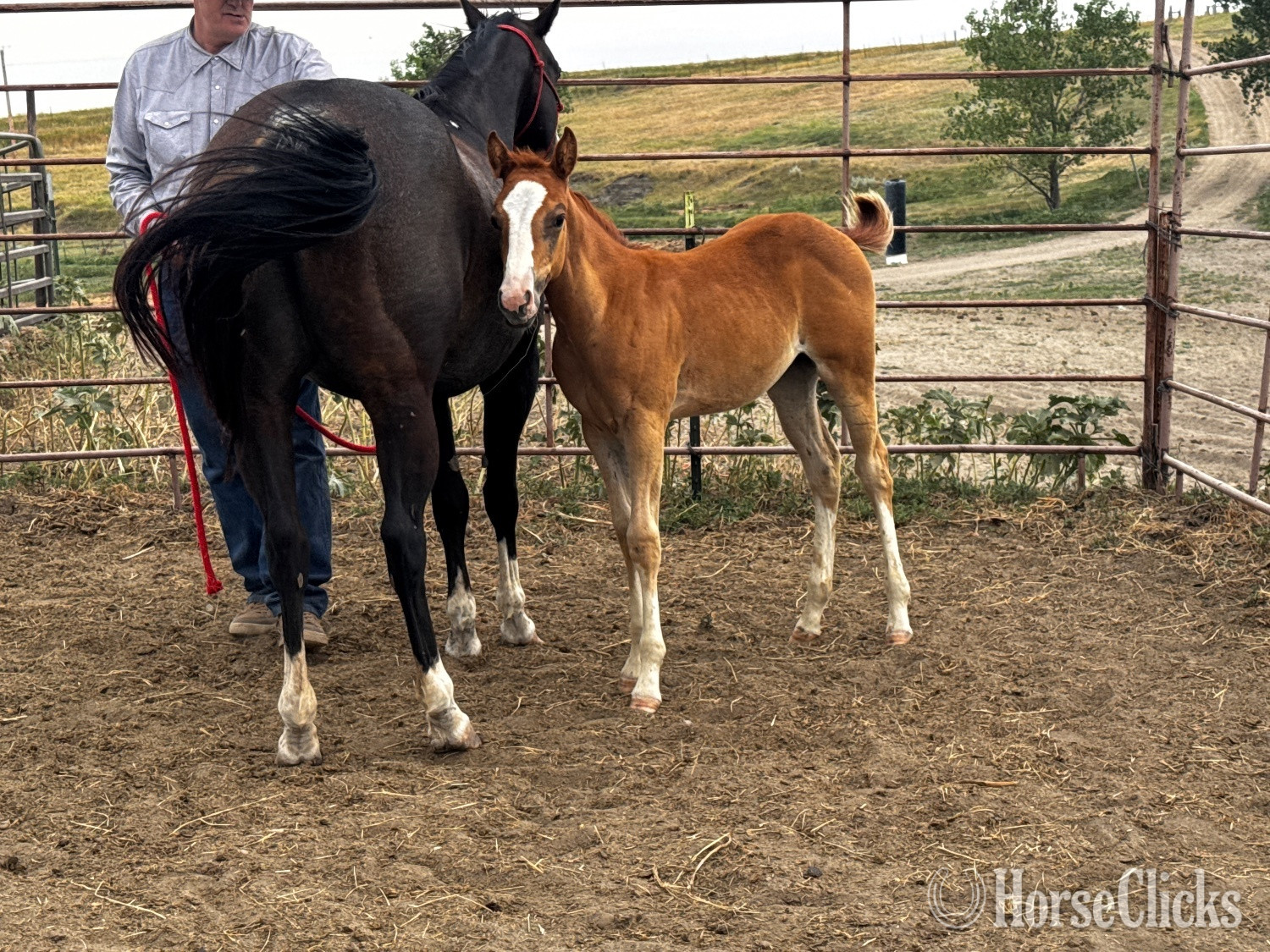 South Dakota "Chrome out Smoke 2026 filly" Sorrel Filly Paint