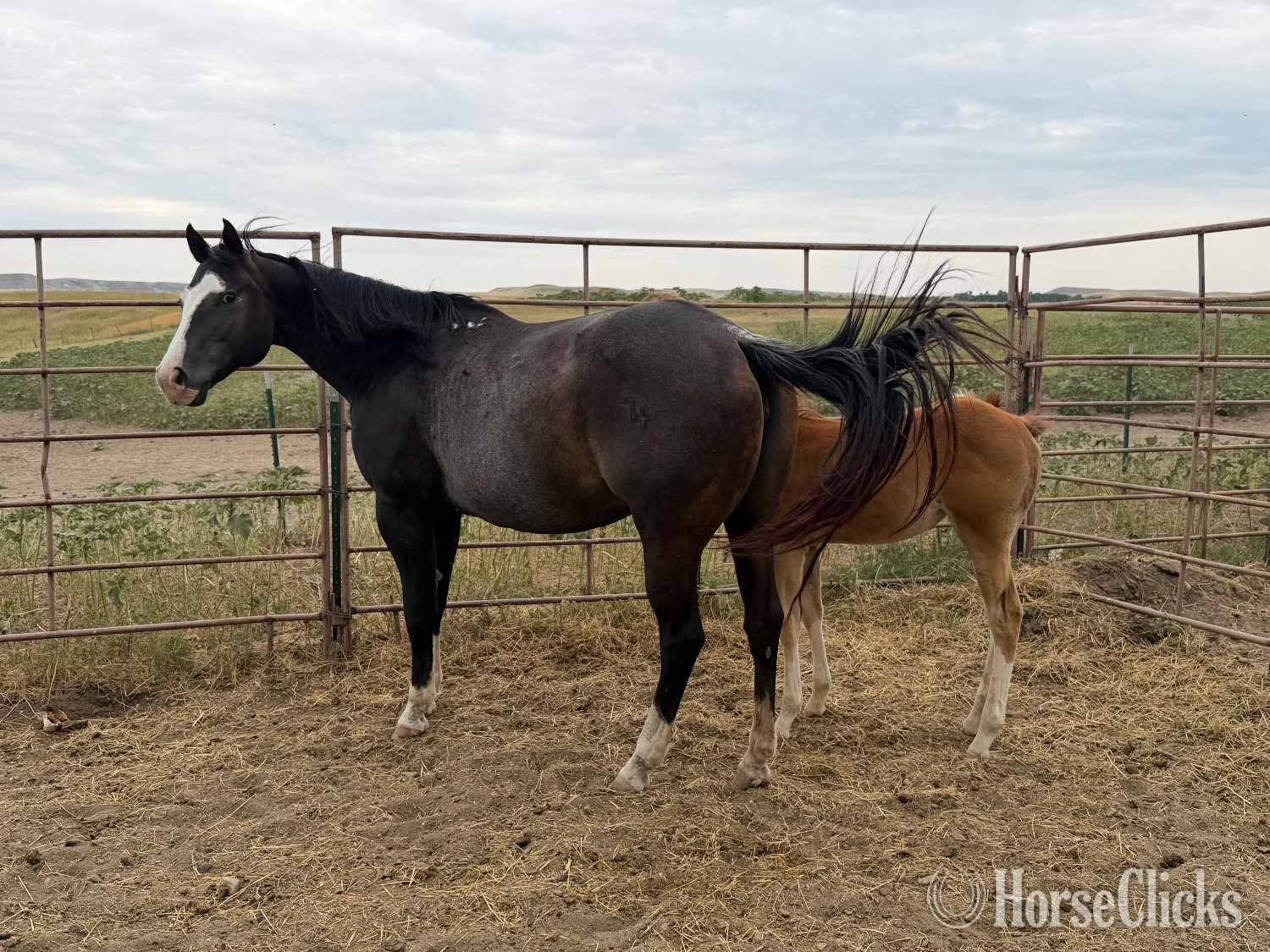 "Chrome out Smoke 2026 filly" Sorrel Filly Paint - Paint