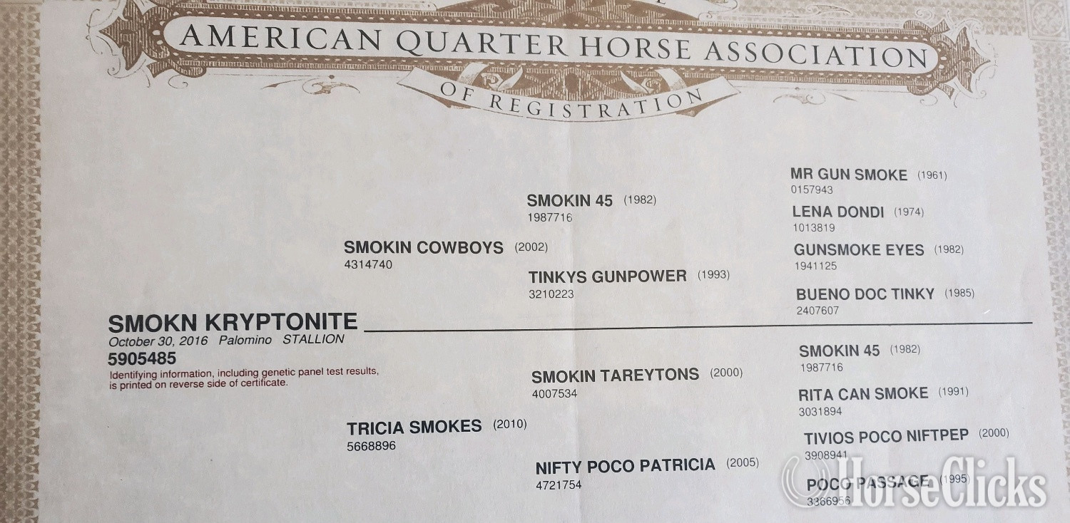Paint - "Chrome out Smoke 2026 filly" Sorrel Filly Paint in South Dakota