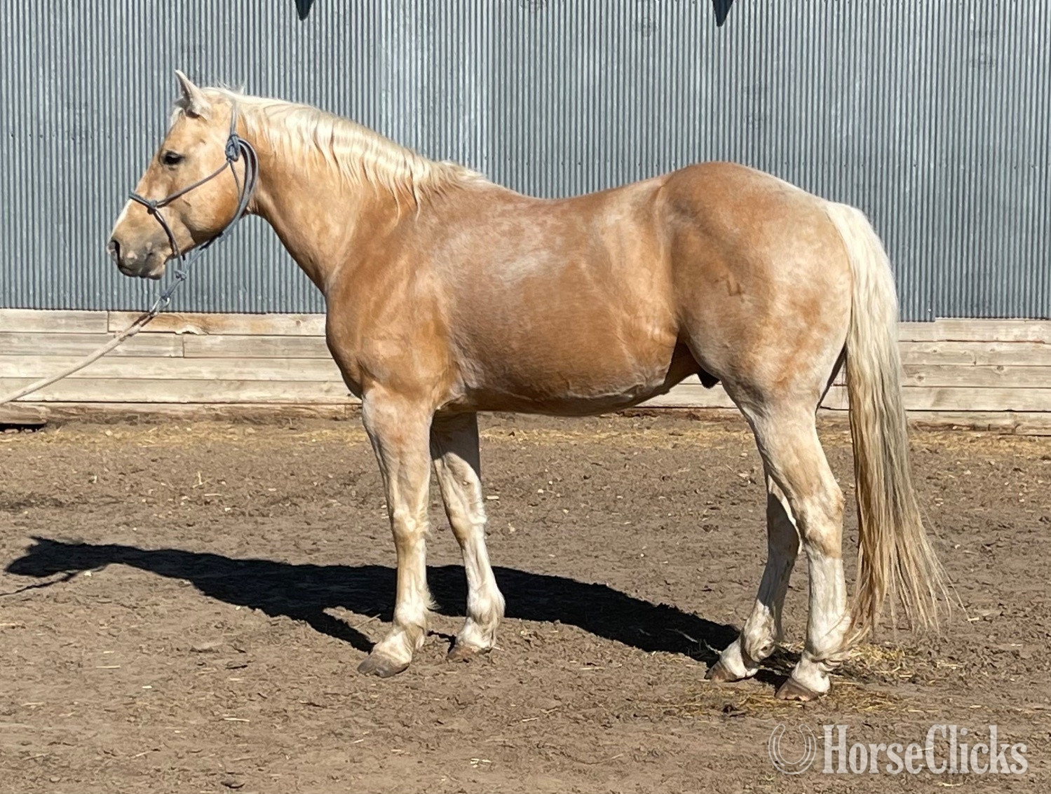 Paint - "Chrome out Smoke 2026 filly" Sorrel Filly Paint