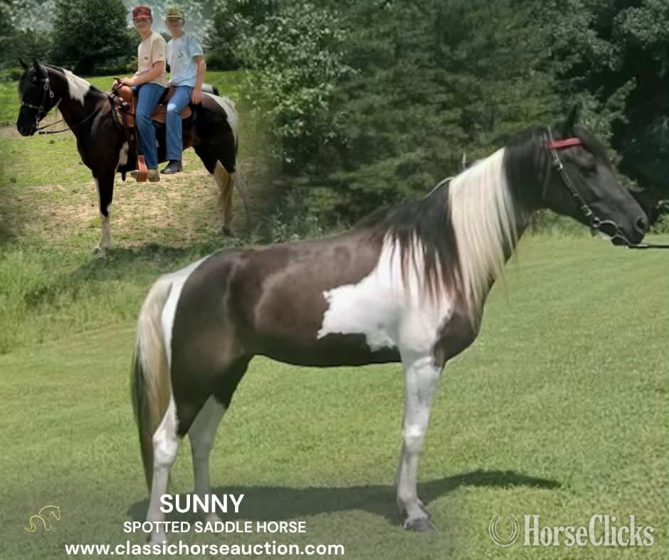 "SUNNY" Tabiano Mare Spotted Saddle in Kentucky