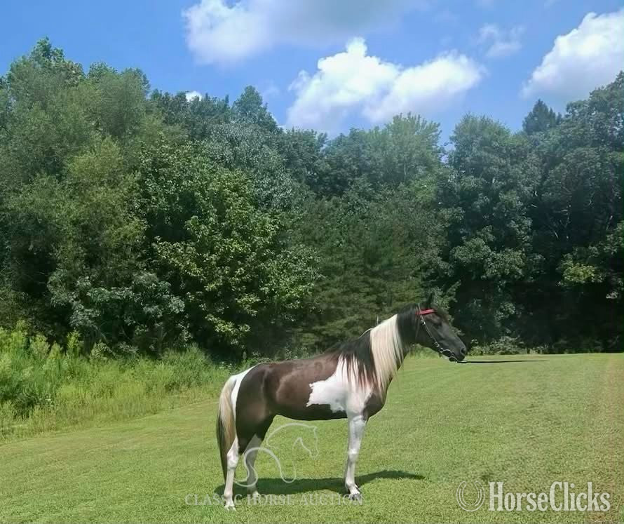 Kentucky "SUNNY" Tabiano Mare Spotted Saddle