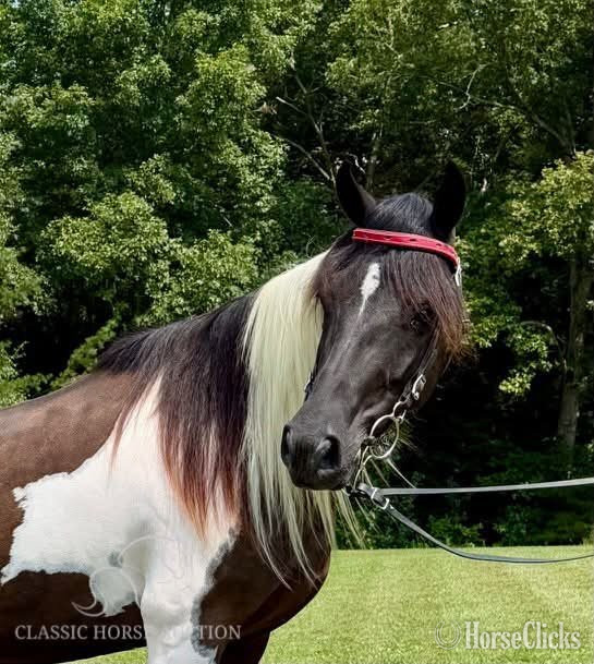 "SUNNY" Tabiano Mare Spotted Saddle - Spotted Saddle in Kentucky
