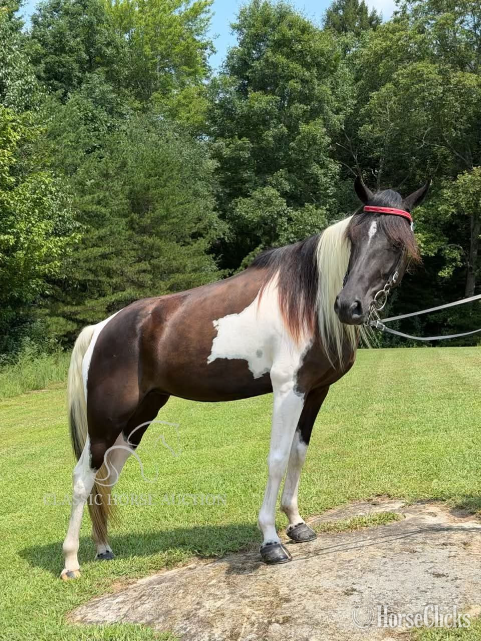 "SUNNY" Tabiano Mare Spotted Saddle - Spotted Saddle