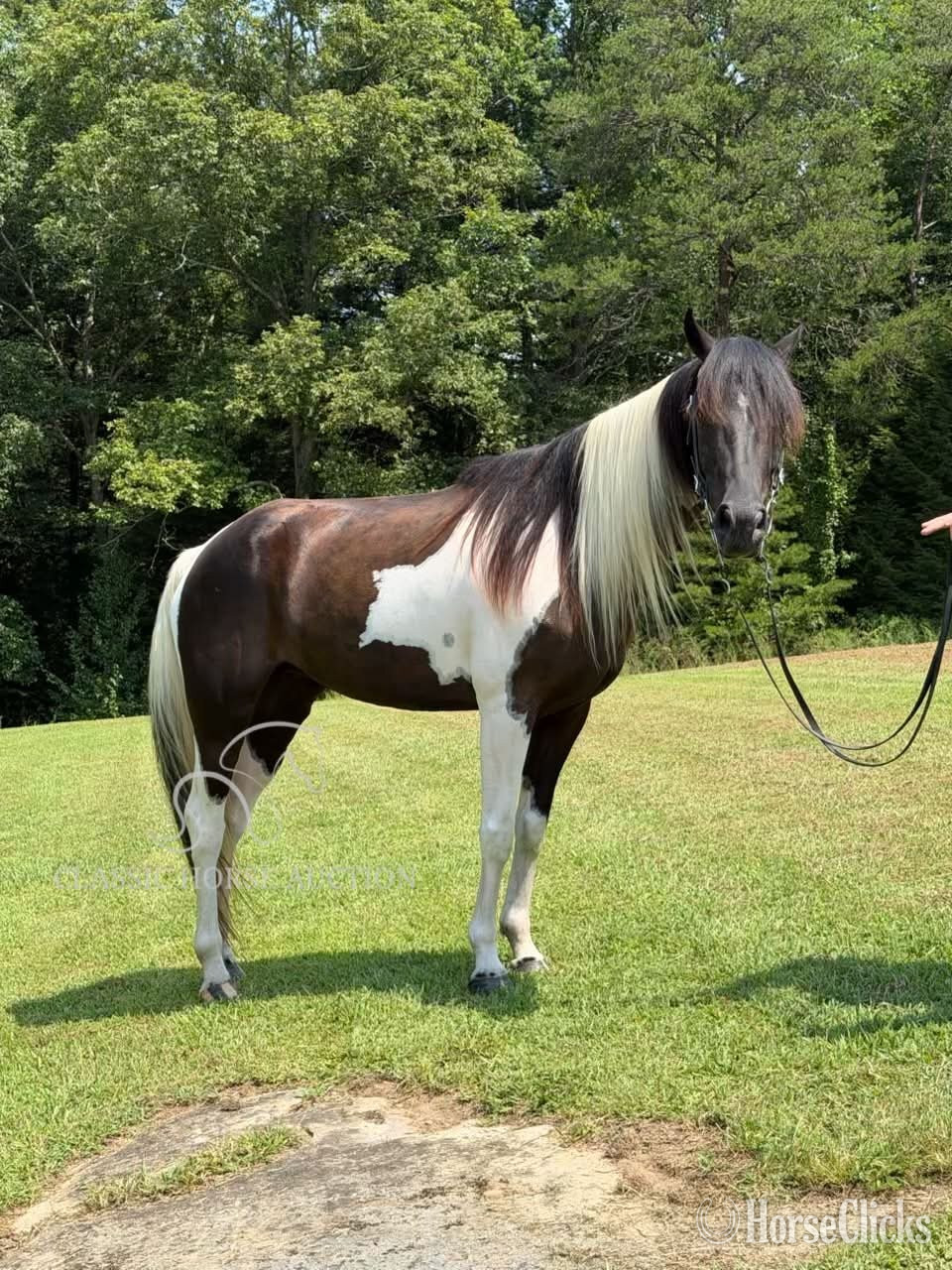 "SUNNY" Tabiano Mare Spotted Saddle Kentucky
