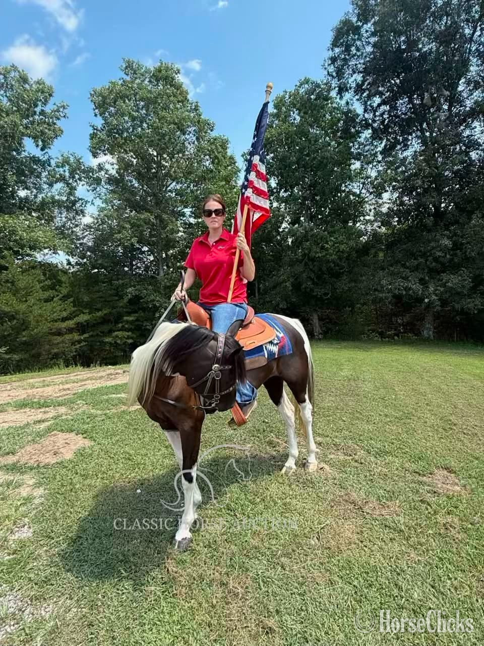 Spotted Saddle - "SUNNY" Tabiano Mare Spotted Saddle in Kentucky