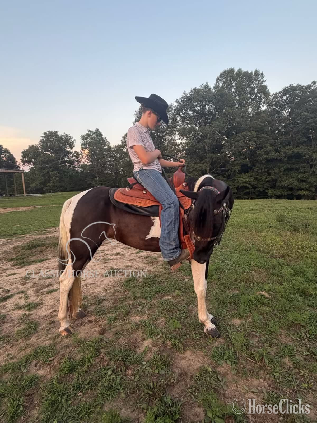 Spotted Saddle - "SUNNY" Tabiano Mare Spotted Saddle